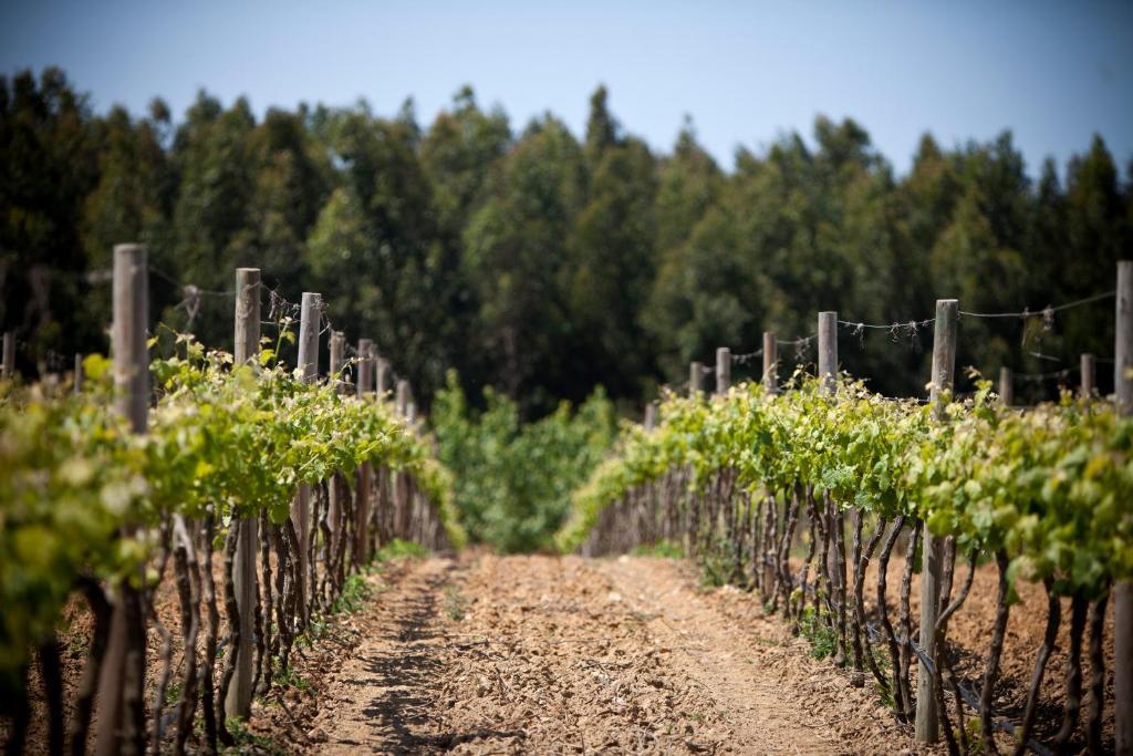 Herdades Da Frupor - Casas De Campo Brejao エクステリア 写真